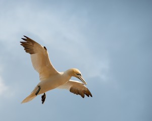 Basstölpel (Morus bassanus oder Sula bassana) im Anflug auf die Klippen von Helgoland, Lummenfelsen, Schleswig-Holstein, Deutschland, Europa 