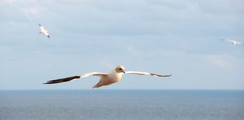Basstölpel (Morus bassanus oder Sula bassana) im Anflug auf die Klippen von Helgoland, Horizont, Himmel, Panorama, Lummenfelsen, Schleswig-Holstein, Deutschland, Europa 