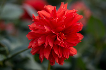 A close up shot of a red flower