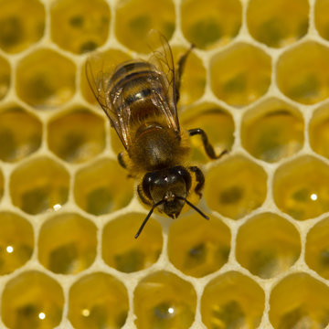 Bees build honeycombs. Work of bee to create honeycomb walls.