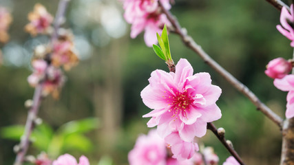 Fototapeta premium Pink peach blossom in the garden.