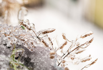 Plants covered with ice. Grass under the snow