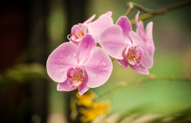 Naklejka na ściany i meble Macro shot of a pink orchid isolated ob green background. Holiday card.