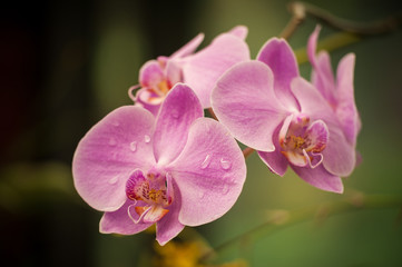 Macro shot of a pink orchid isolated ob green background. Holiday card.