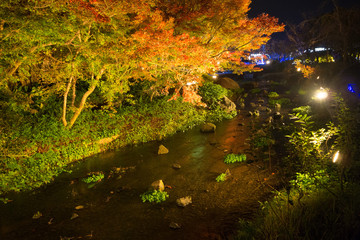 Japanese garden illuminated at night