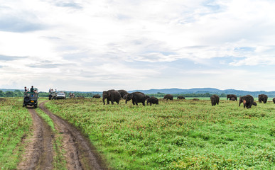 Obraz premium A herd of wild Indian elephants in the reserve is grazed on the field. Safari in the reserve. Elephants are grazing