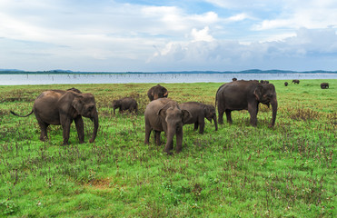 A herd of wild Indian elephants in the reserve is grazed on the field. Safari in the reserve. Elephants are grazing