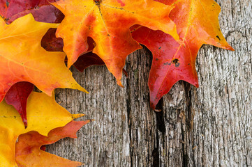 Naklejka na ściany i meble Fall maple leaves on wooden table