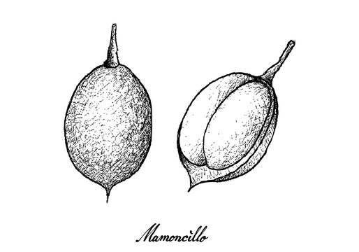 Hand Drawn of Mamoncillo Fruits on White Background