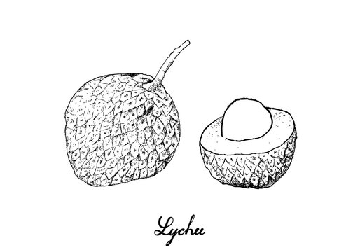 Hand Drawn of Lychee Fruits on White Background