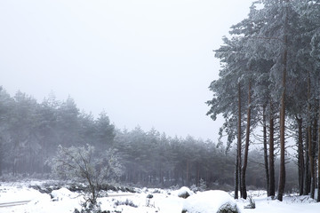 snowy landscape, winter