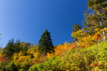 栂池自然園　紅葉／長野県小谷村