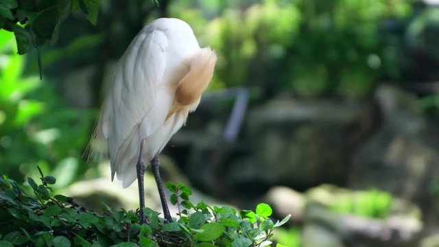 Closeup view of Cattle Egret (Bubulcus Ibis) sitting at nest and cleaning its feathers.