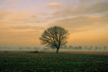 Colorful hazy sunset in the fields with a lone tree and a cloudy sky