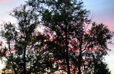 Trees at sunset.