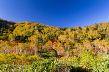 栂池自然園　紅葉／長野県小谷村