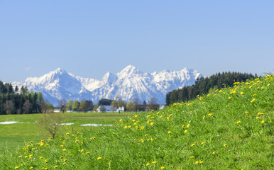frische Frühlingswiese im Alpenvorland © ARochau