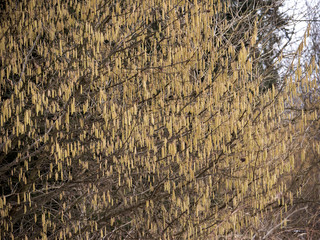 Kwitnący krzew leszczyny na przedwiośniu