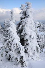 Verschneite Bäume am Großer Arber, Bayerischer Wald, Deutschland, Europa