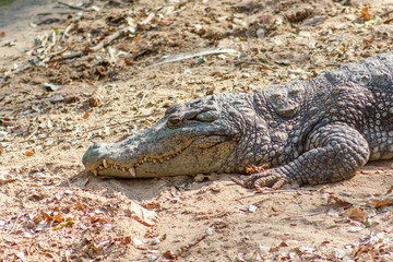 Group of ferocious crocodiles or alligators basking in the sun and maintained at Madras Crocodile Bank Trust located in Chennai, India and its one of popular tourists attraction and famous landmark
