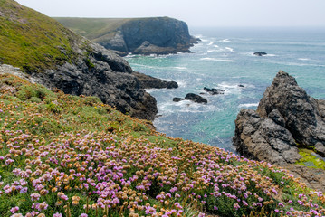 A carpet of purple flowers in front of the blue sea and the cliffs of the coast of Belle-Ile,...