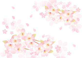 咲く咲く桜 三