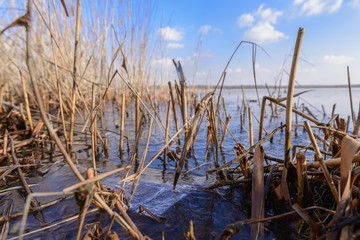 Zugefrorener Uferbereich mit Schilf