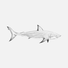 Illustration drawing style od shark