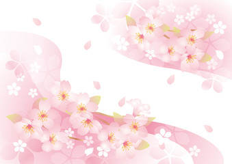 Fototapeta na wymiar 咲く咲く桜