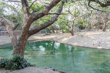 Group of ferocious crocodiles or alligators basking in the sun and maintained at Madras Crocodile Bank Trust located in Chennai, India and its one of popular tourists attraction and famous landmark