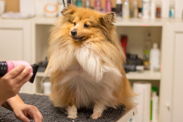 shetland sheepdog sits on table by a dog parlor