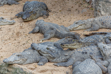 Group of ferocious crocodiles or alligators basking in the sun and maintained at Madras Crocodile Bank Trust located in Chennai, India and its one of popular tourists attraction and famous landmark