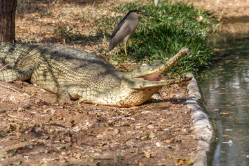 Group of ferocious crocodiles or alligators basking in the sun and maintained at Madras Crocodile Bank Trust located in Chennai, India and its one of popular tourists attraction and famous landmark