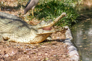Group of ferocious crocodiles or alligators basking in the sun and maintained at Madras Crocodile Bank Trust located in Chennai, India and its one of popular tourists attraction and famous landmark