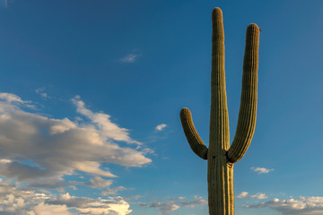 Giant Saguaros in Sonoran Desert near Phoenix.