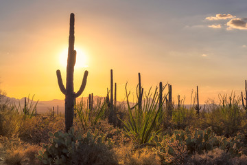 Sunset view of the Arizona desert with Saguaro cacti and mountains in Sonoran Desert near Phoenix.