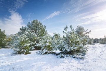 winter forest pine trees snow natural winter beauty walk in the woods