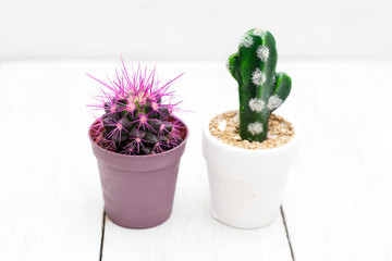 Two cactus green and purple on a white background. Minimalist design