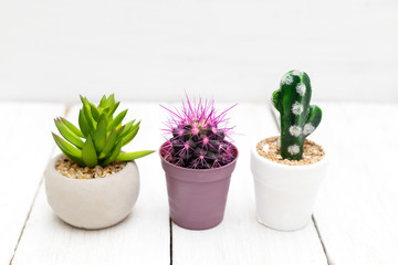 Two cacti and succulent stand on wooden white boards. Minimalist design