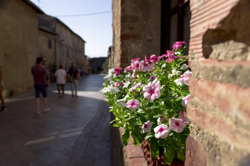 Fototapeta na wymiar Flowers of Tuscany