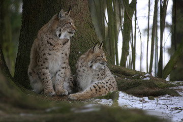 Eurasischer Luchs (Lynx lynx) Muttertier mit Jugem im Wald