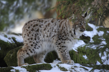 Naklejka na ściany i meble Eurasischer Luchs (Lynx lynx) Jungtier geht durch den Wald