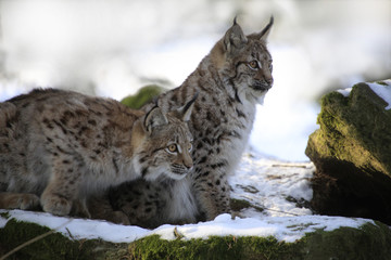 Eurasischer Luchs (Lynx lynx) zwei Jungtiere im Wald