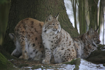 Naklejka na ściany i meble Eurasischer Luchs (Lynx lynx) Muttertier mit Jugem im Wald