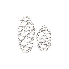Fototapeta premium Illustration drawing style of pine
