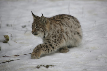 Eurasischer Luchs (Lynx lynx) Jungtier schleicht durch Wald
