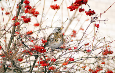 Fieldfare on a branch of a bush of a viburnum.