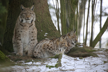 Eurasischer Luchs (Lynx lynx), Mutter mit Jungtieren im Wald