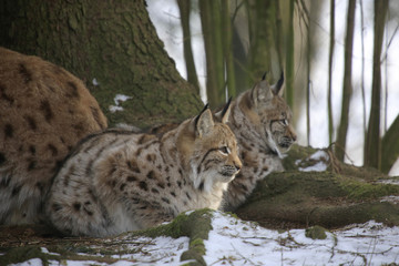Eurasischer Luchs (Lynx lynx) zwei Jungtiere im Wald
