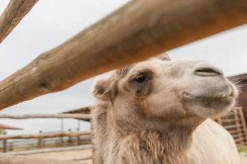 Egyptian camel with a saddle in the desert. The camel driver drives four camels with tourists in...
